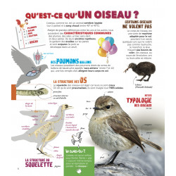 Les Oiseaux de la Réunion Expliqués aux Enfants