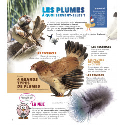 Les Oiseaux de la Réunion Expliqués aux Enfants