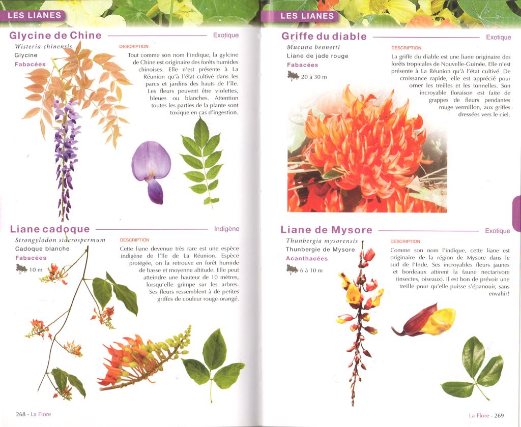La Réunion, Faune & Flore (Austral Éditions) : page intérieure 4