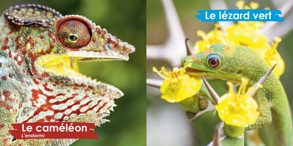 Zanimos Zanimés de La Réunion (Austral Éditions) : page intérieure 2